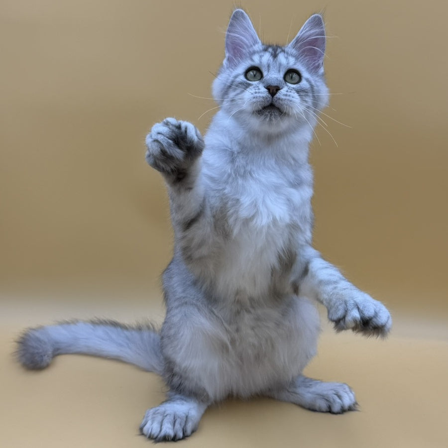Michelina Maine Coon polydactyl 6x6x6x6 female, black silver spotted tabby