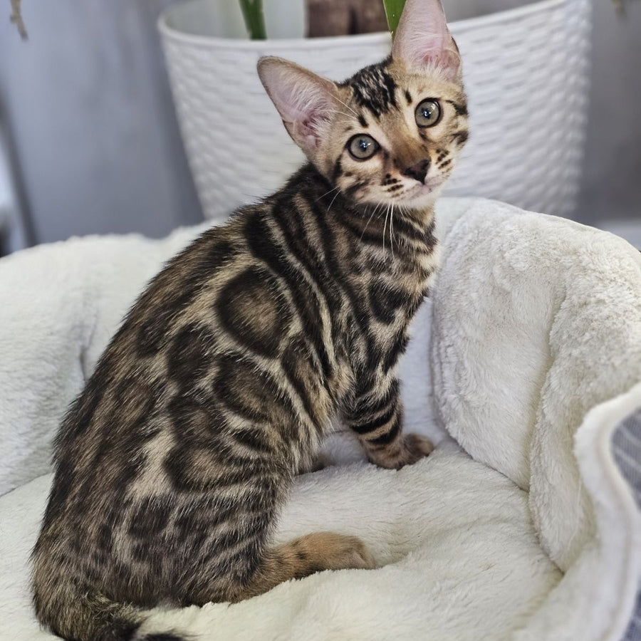 Titan Bengal male, black spotted tabby