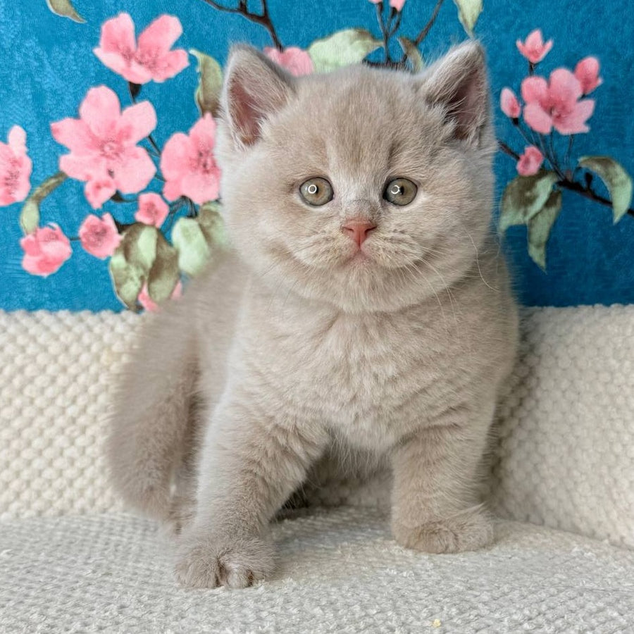 Gabby British Shorthair male, fawn