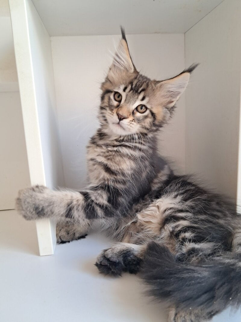 X-Archi Maine Coon male, black tabby