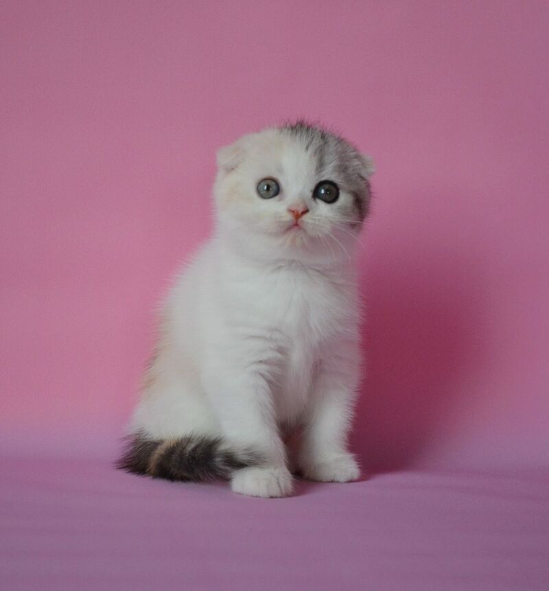 Mira Scottish Fold female, black tortie silver harlequin