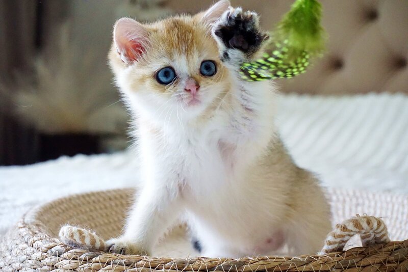 Gabi British Shorthair female, black golden shaded with white