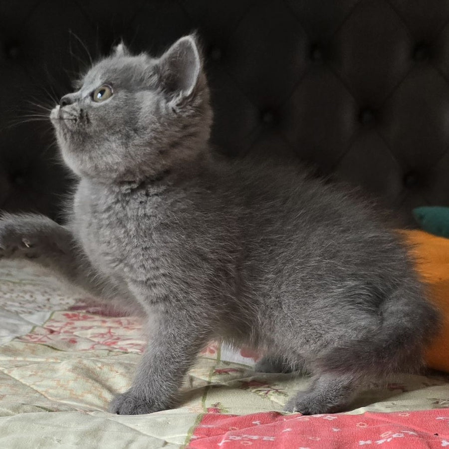 Claudia Scottish Straight female, blue