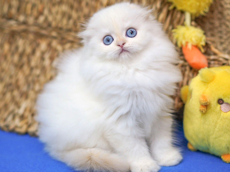 Ilang Scottish Fold male, red tabby pointed