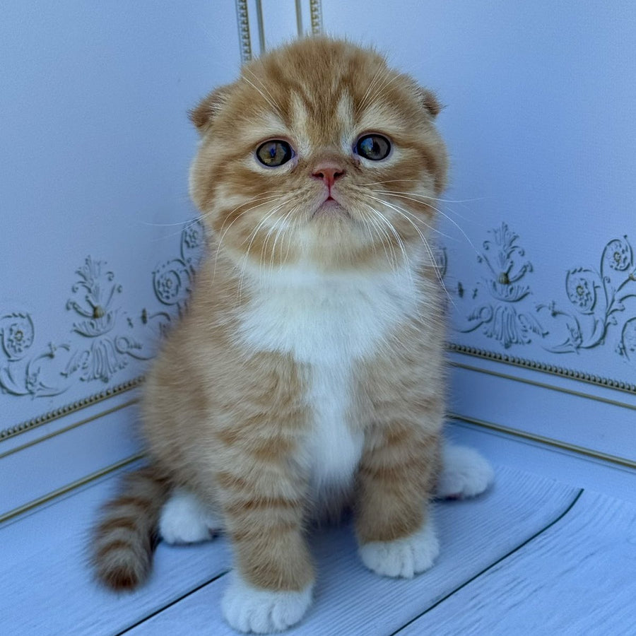 Van Gogh Scottish Fold male, red bicolour