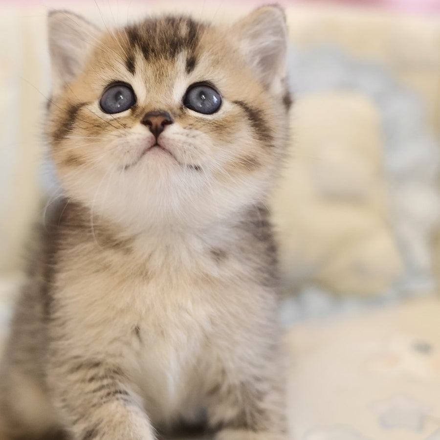 Edmond Scottish Straight male, black golden ticked tabby