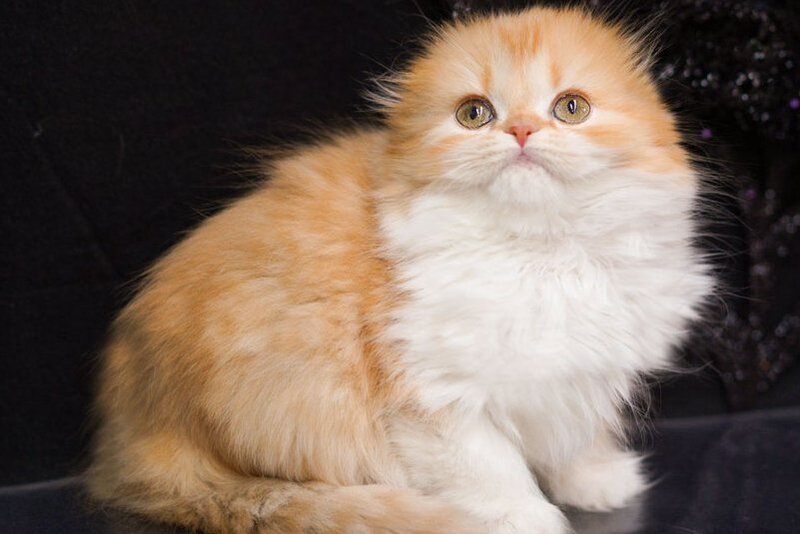 Jujube Scottish Fold female, red spotted tabby bicolour