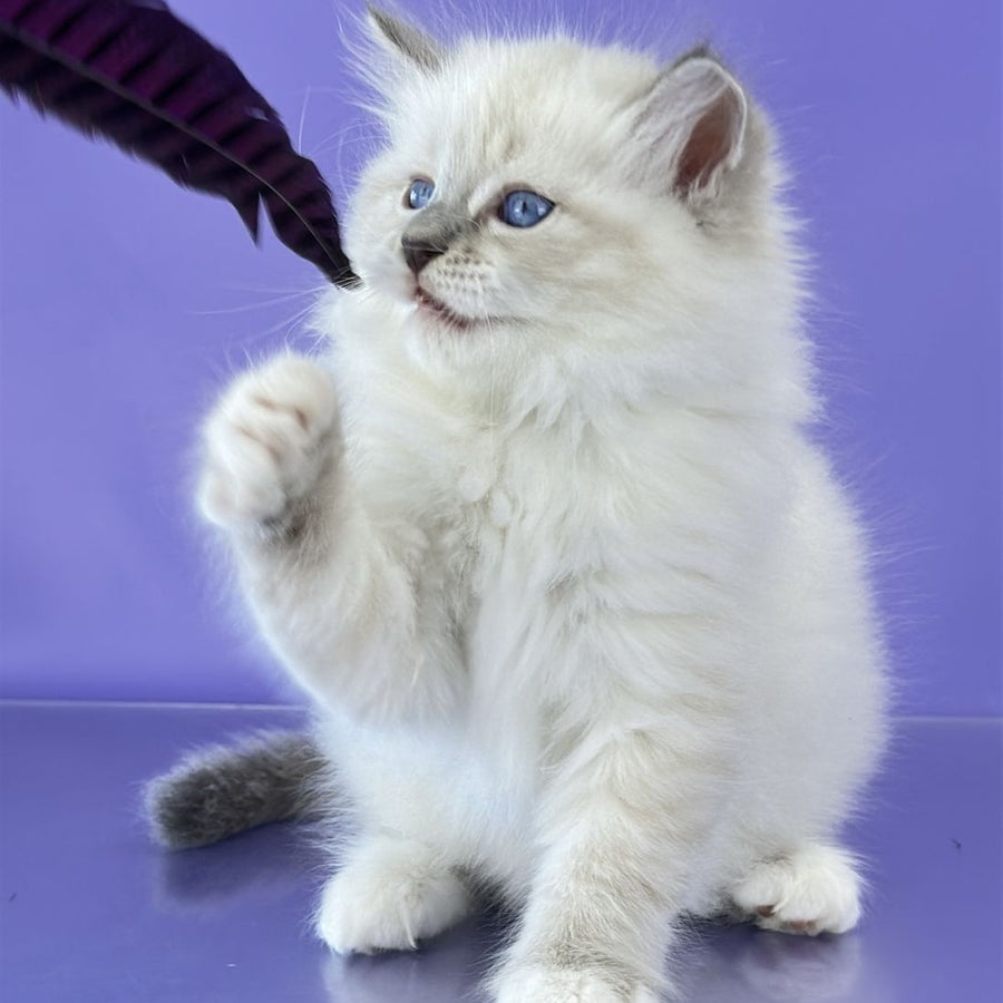 Zephire Siberian male, blue tabby pointed with white
