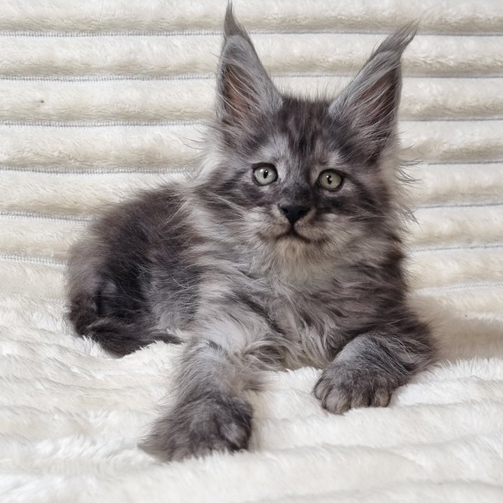 Uno Maine Coon male, black silver