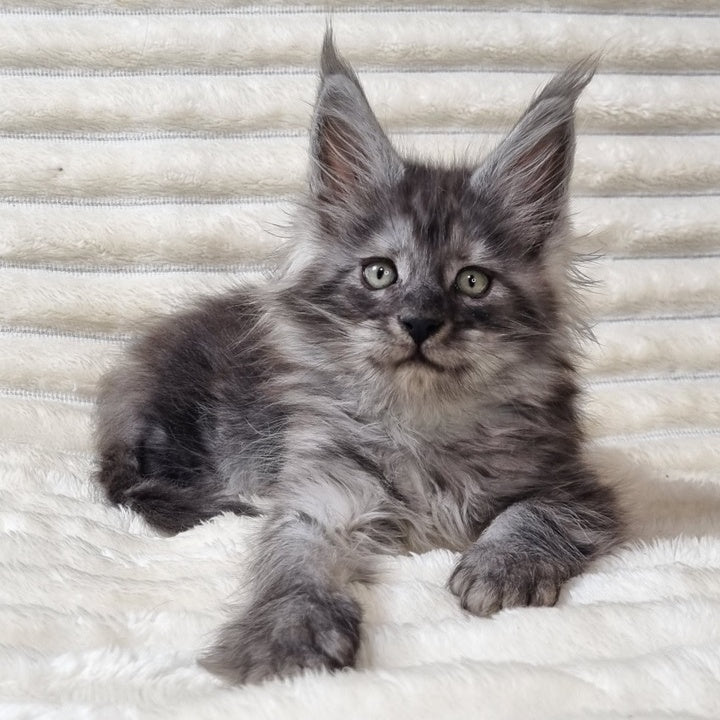 Uno Maine Coon male, black silver