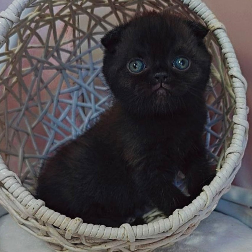 Xander Scottish Fold male, black