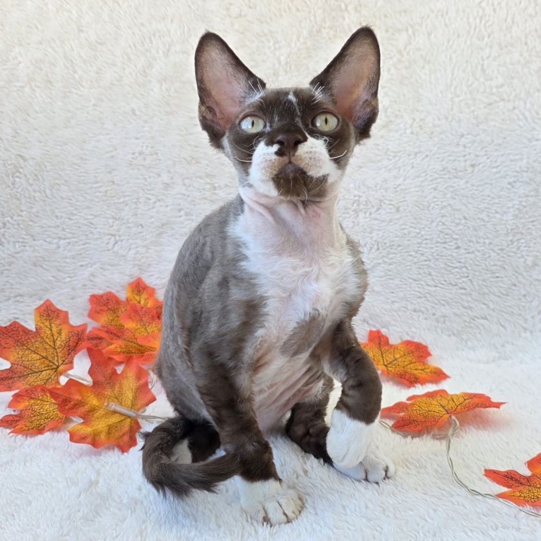 Eclair Devon Rex male, chocolate bicolour