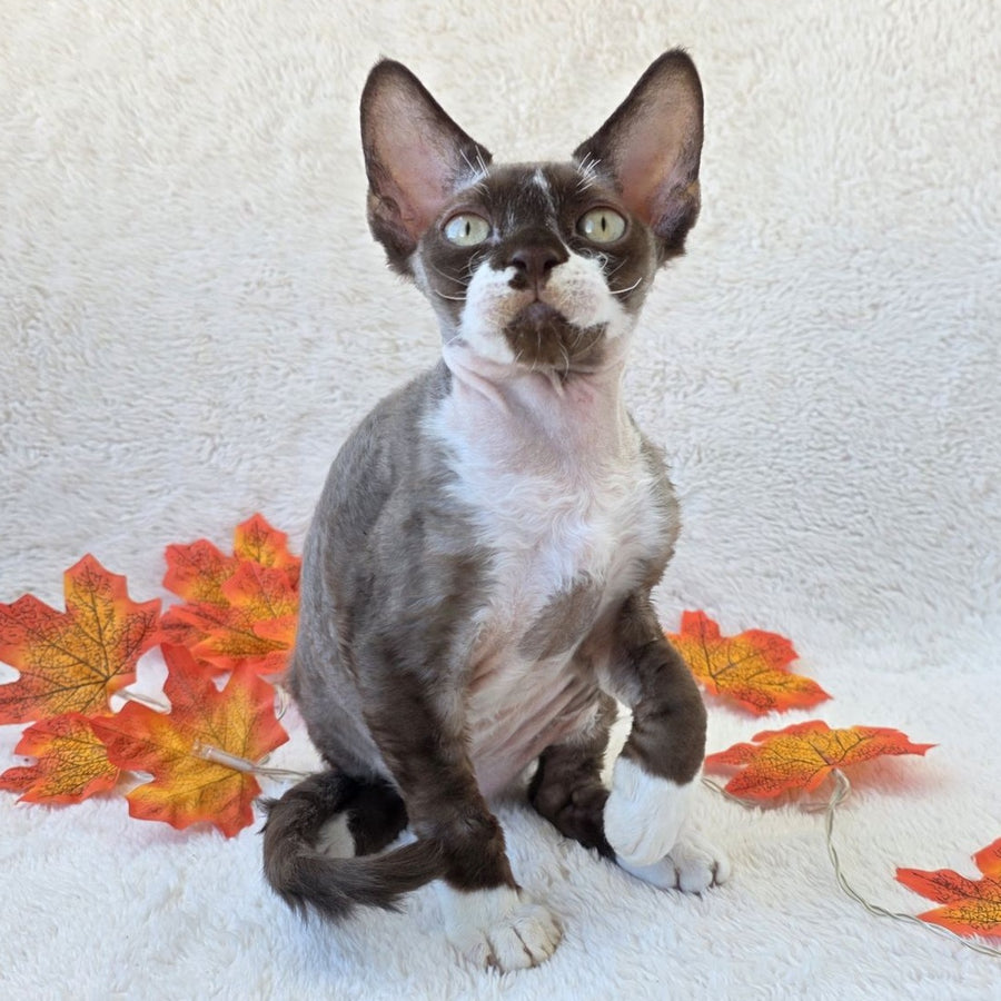 Eclair Devon Rex male, chocolate bicolour