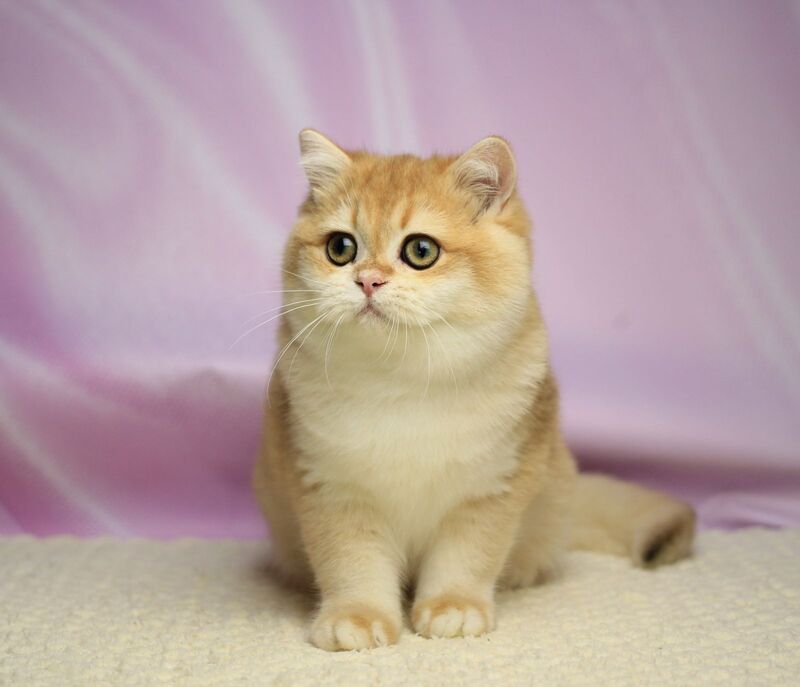 Baton British Shorthair male, black golden chinchilla