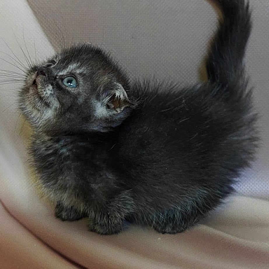 Ava Munchkin female, black