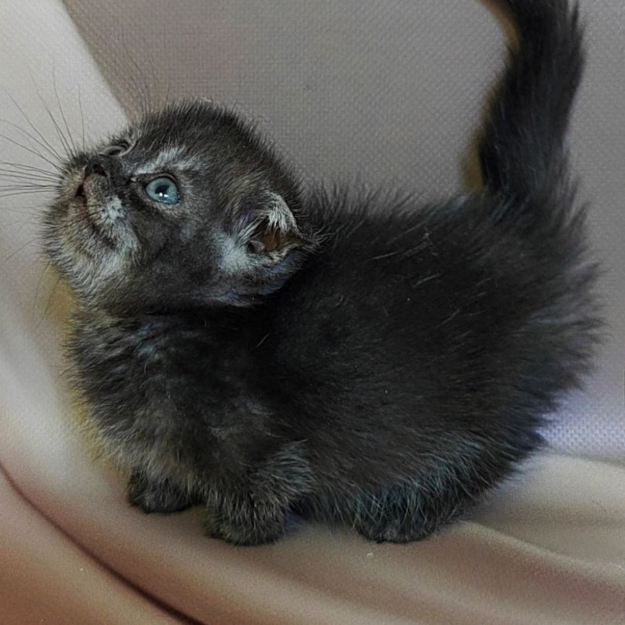 Ava Munchkin female, black