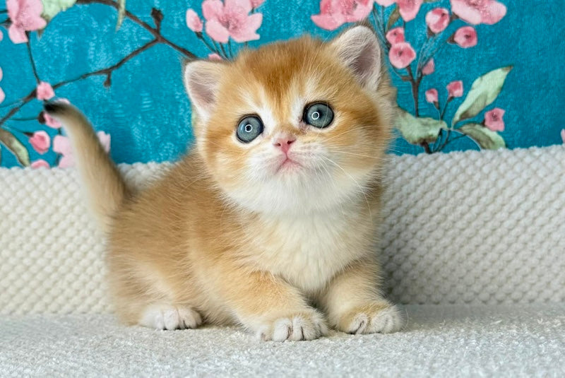 Tom British Shorthair male, black golden chinchilla