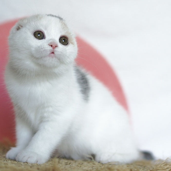 Qaylie Scottish Fold female, blue tortie tabby harlequin