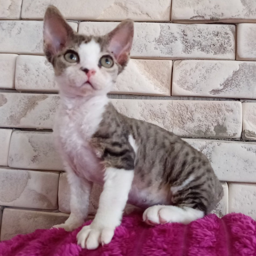 Luna Devon Rex female, black bicolour tabby