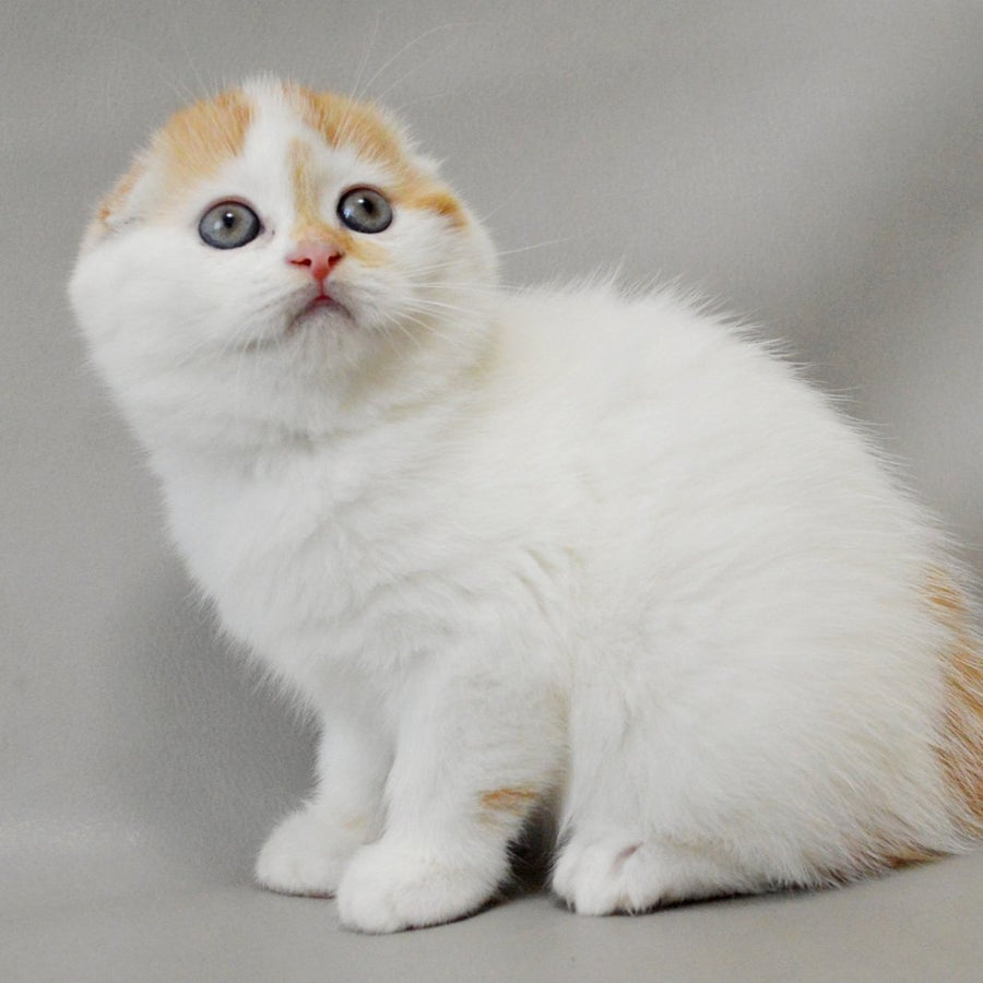 Xanthe Scottish Fold female, red silver tabby van