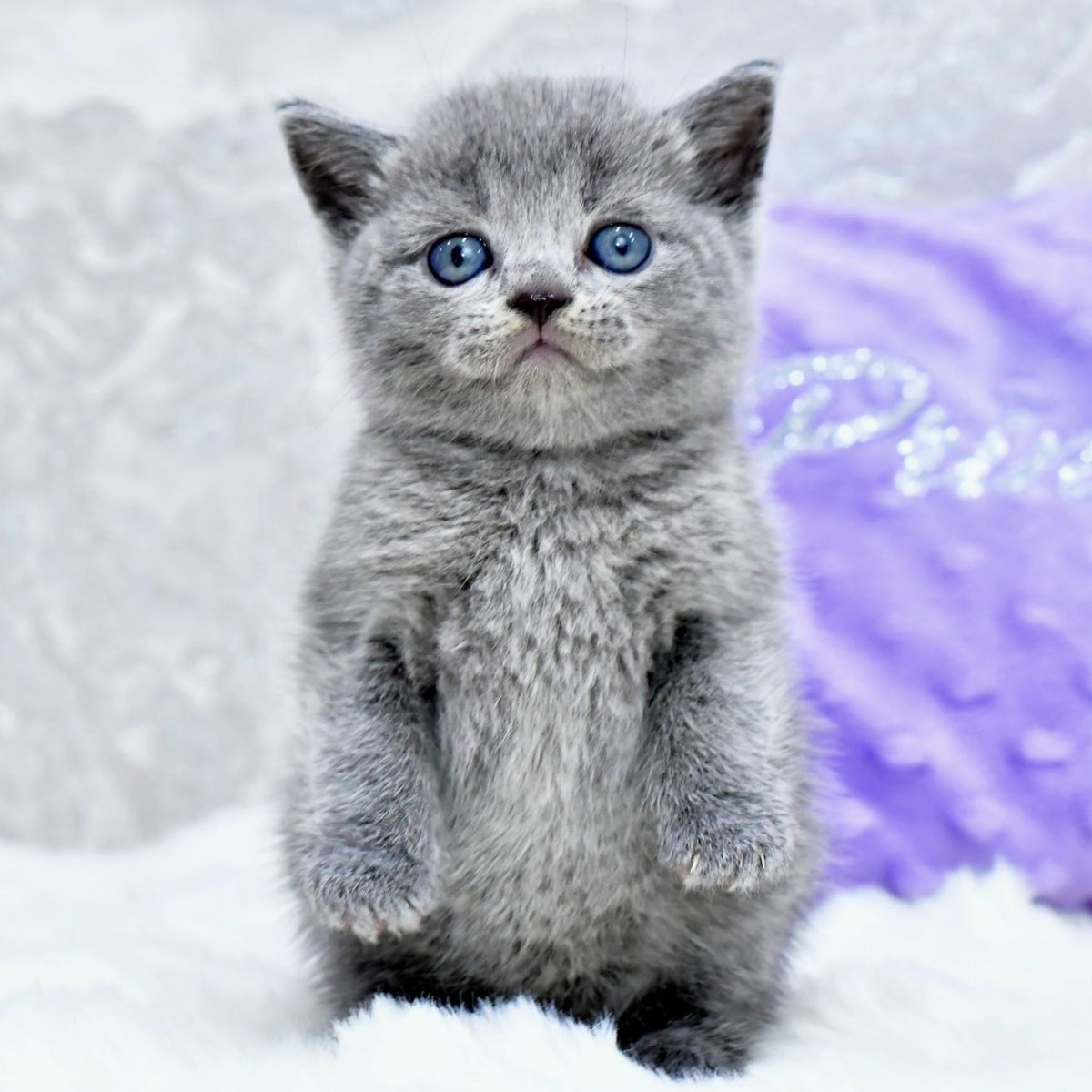 Leo Scottish Straight male, blue