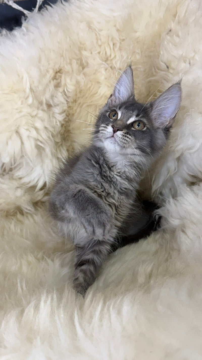 Quest Maine Coon male, blue ticked tabby