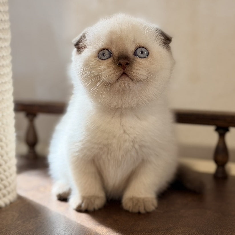 Tutsi Scottish Fold female, chocolate pointed