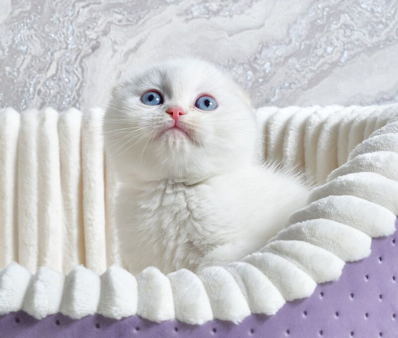 Jeff Scottish Fold male cream tabby pointed - live animals