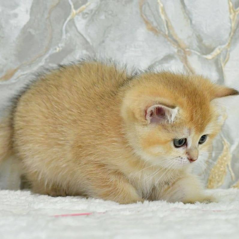 Milka Scottish Straight female, black golden shaded