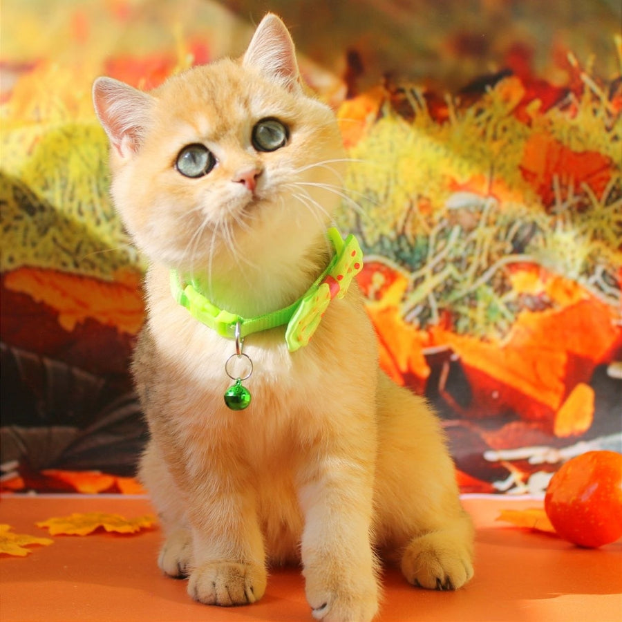 Kitty British Shorthair female, black golden shaded