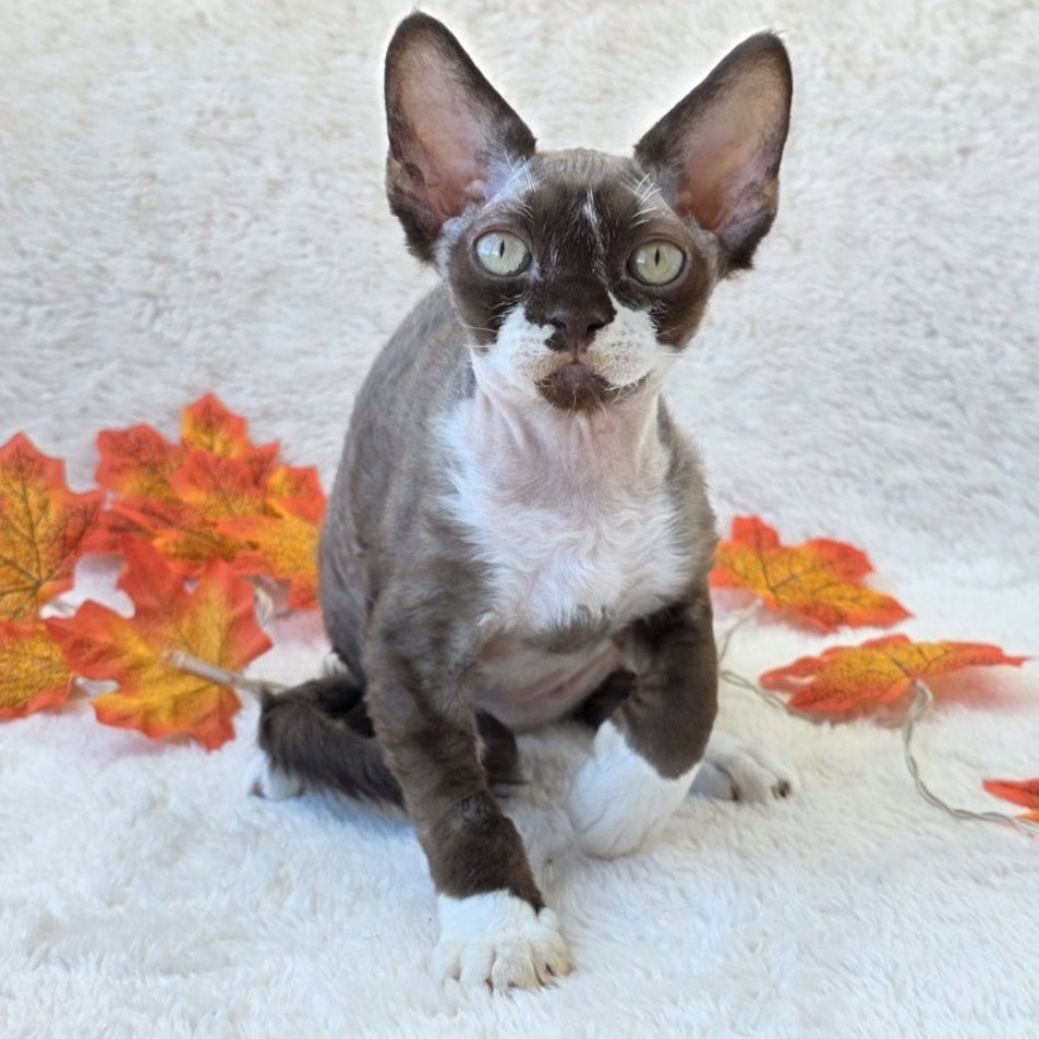 Eclair Devon Rex male, chocolate bicolour