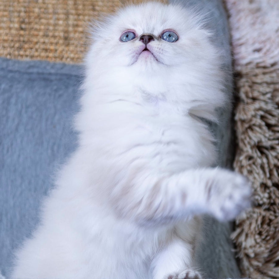 Dominik Scottish Fold male, black tabby pointed