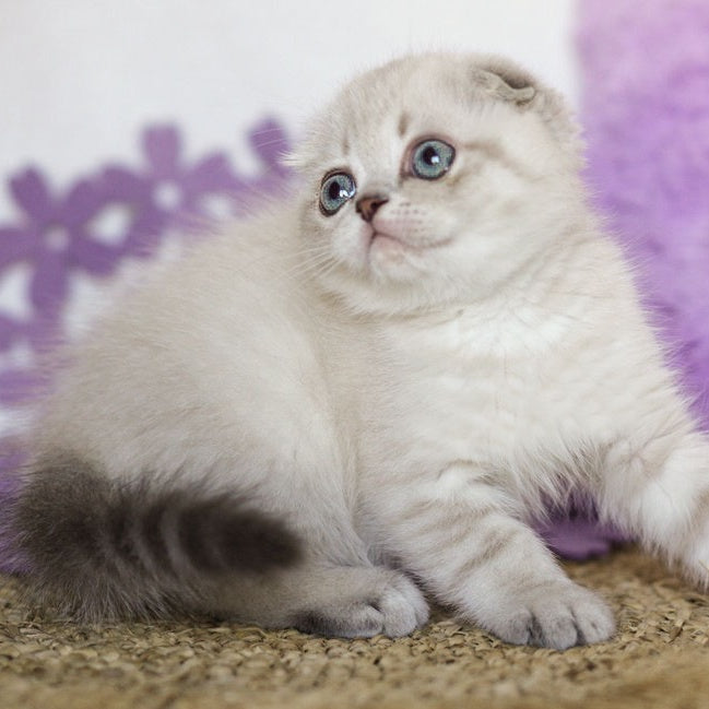 Uty Puty Scottish Fold male, black shaded pointed