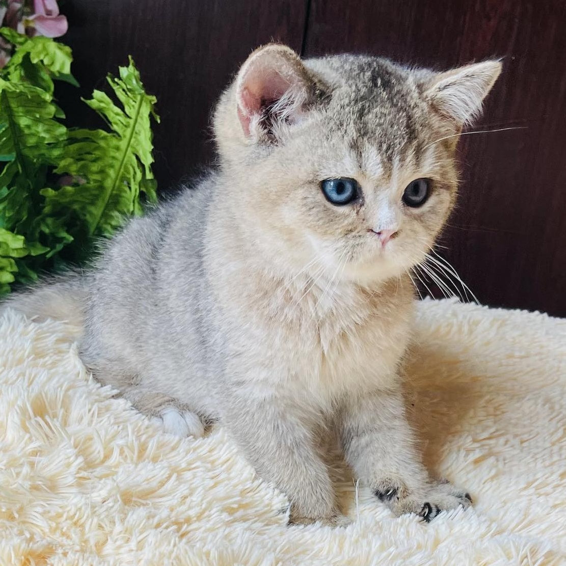 Pompon British Shorthair male, black golden ticked tabby with white
