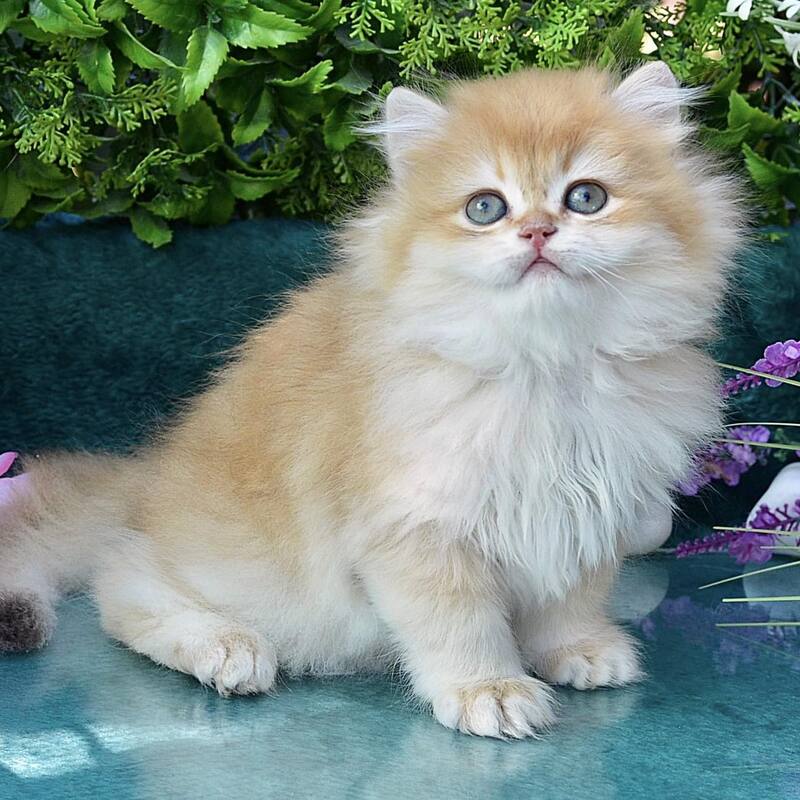 Timur British Longhair male, chocolate golden chinchilla