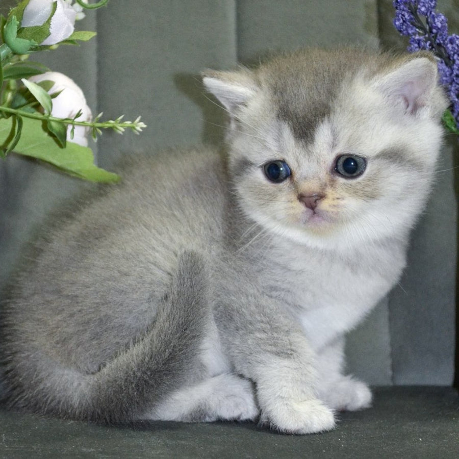 Alina Scottish Straight female, blue silver shaded