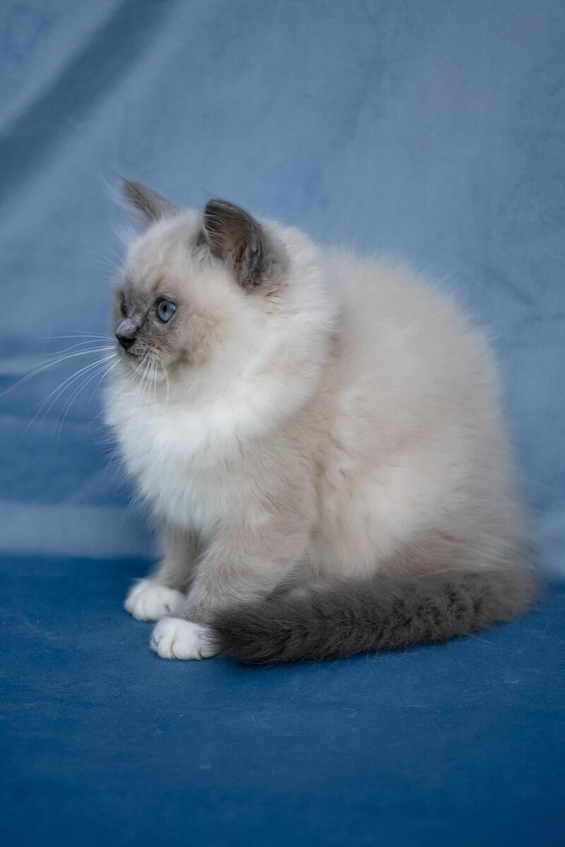 Nox Ragdoll male, blue mitted