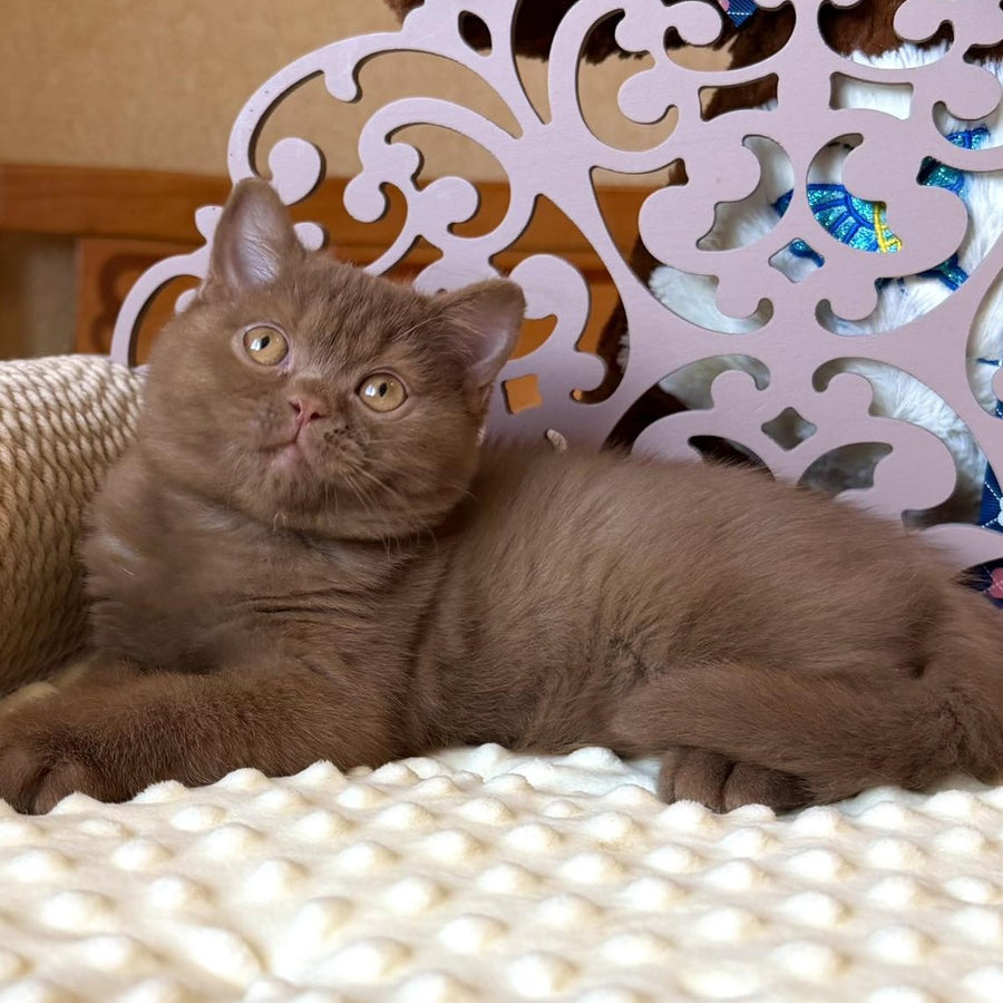 Taya British Shorthair female, cinnamon