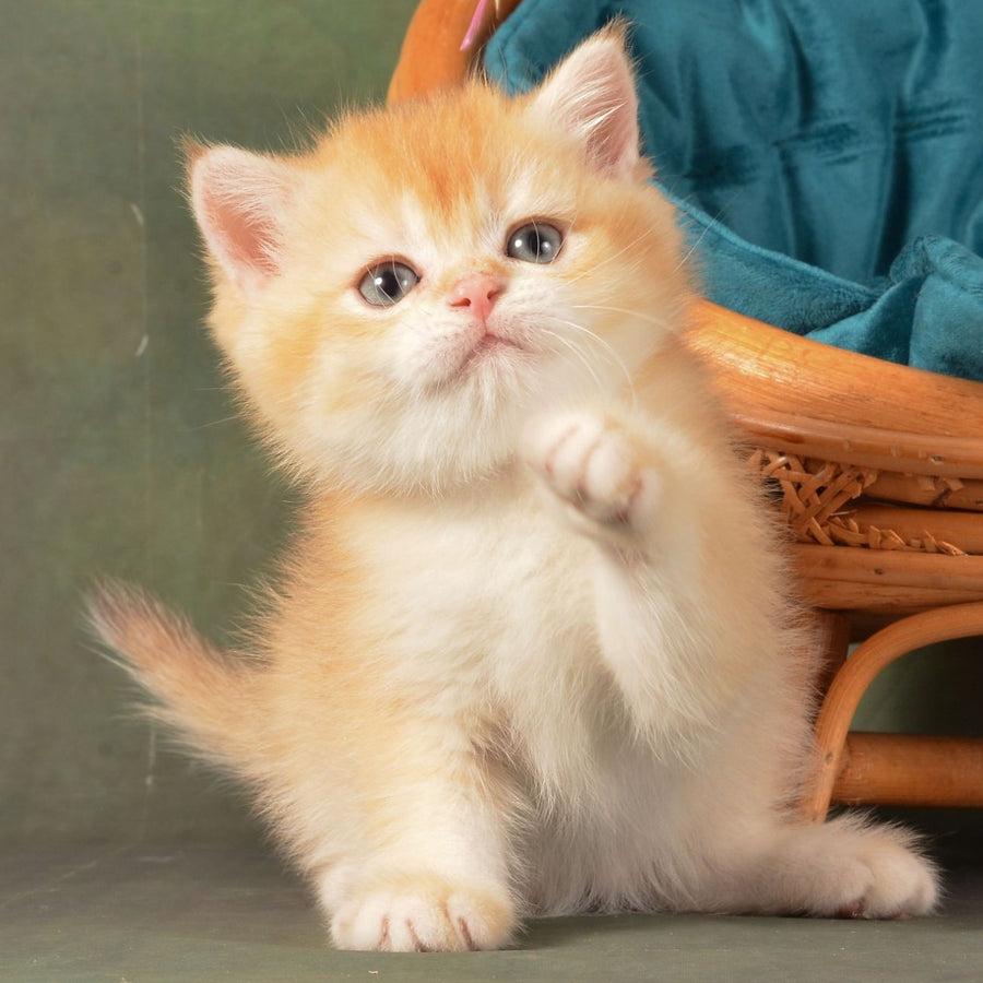 Pashtet British Shorthair male, cinnamon golden chinchilla