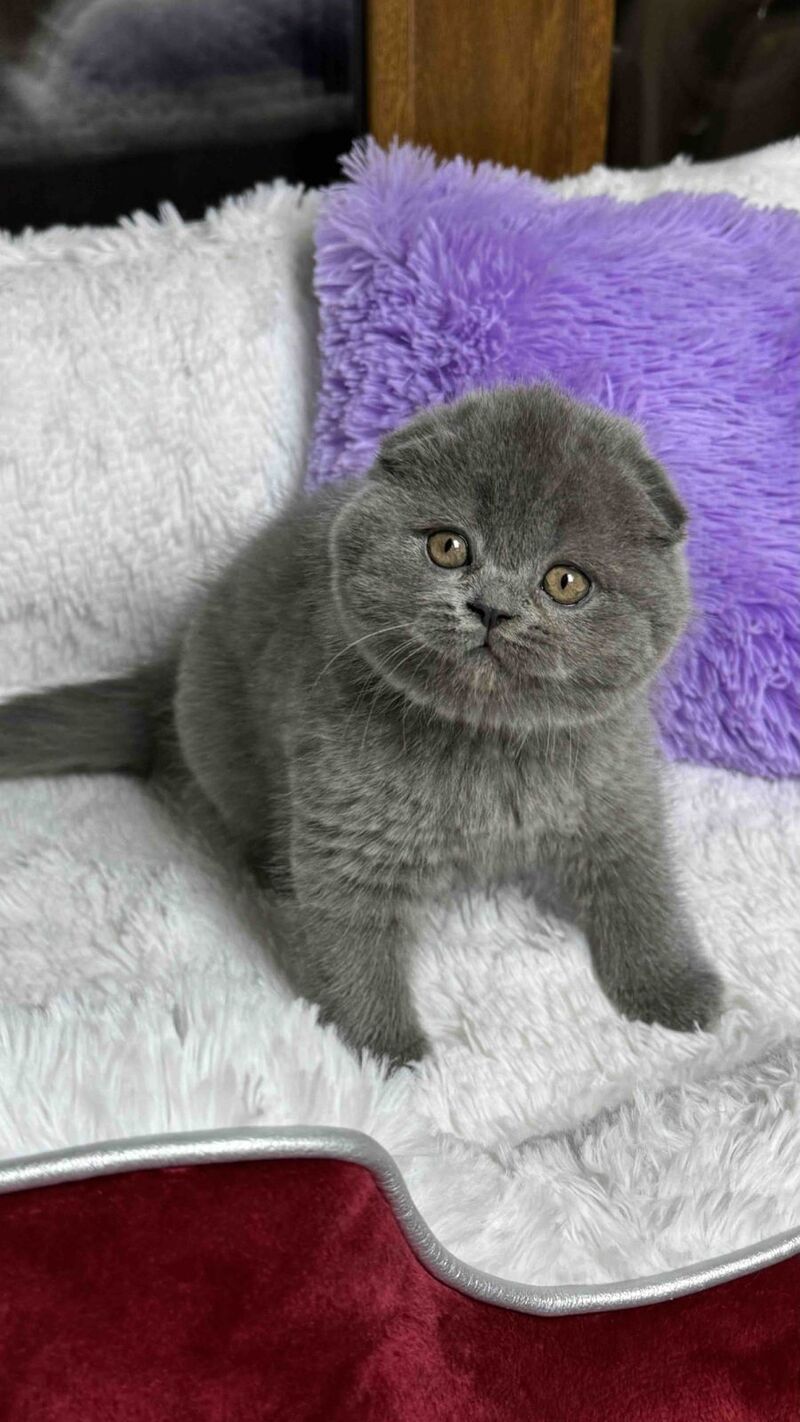 Bonnie Scottish Fold female, blue