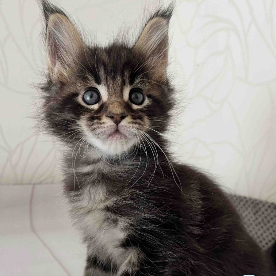 Iron Maine Coon male, black tabby