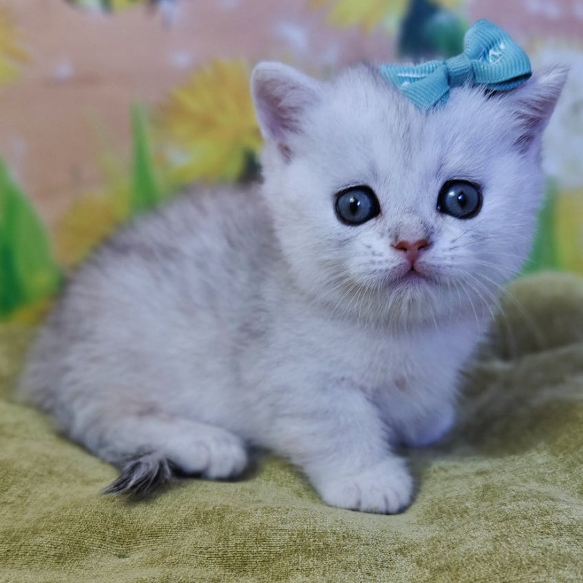 Ariel Munchkin female, black silver spotted tabby