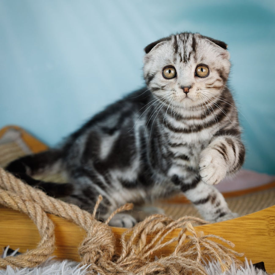Aston Scottish Fold male, black silver tabby
