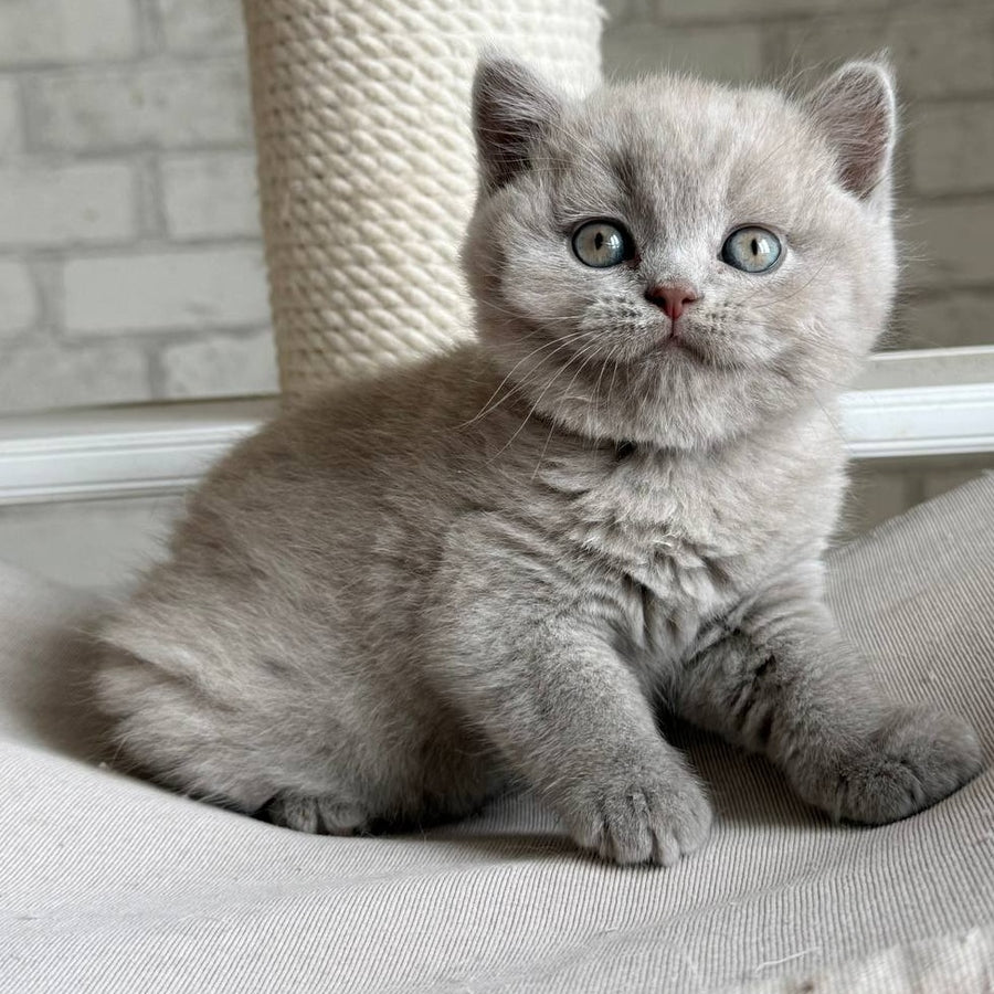 Bastian British Shorthair male, lilac