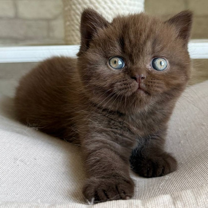 Bruno British Shorthair male, chocolate