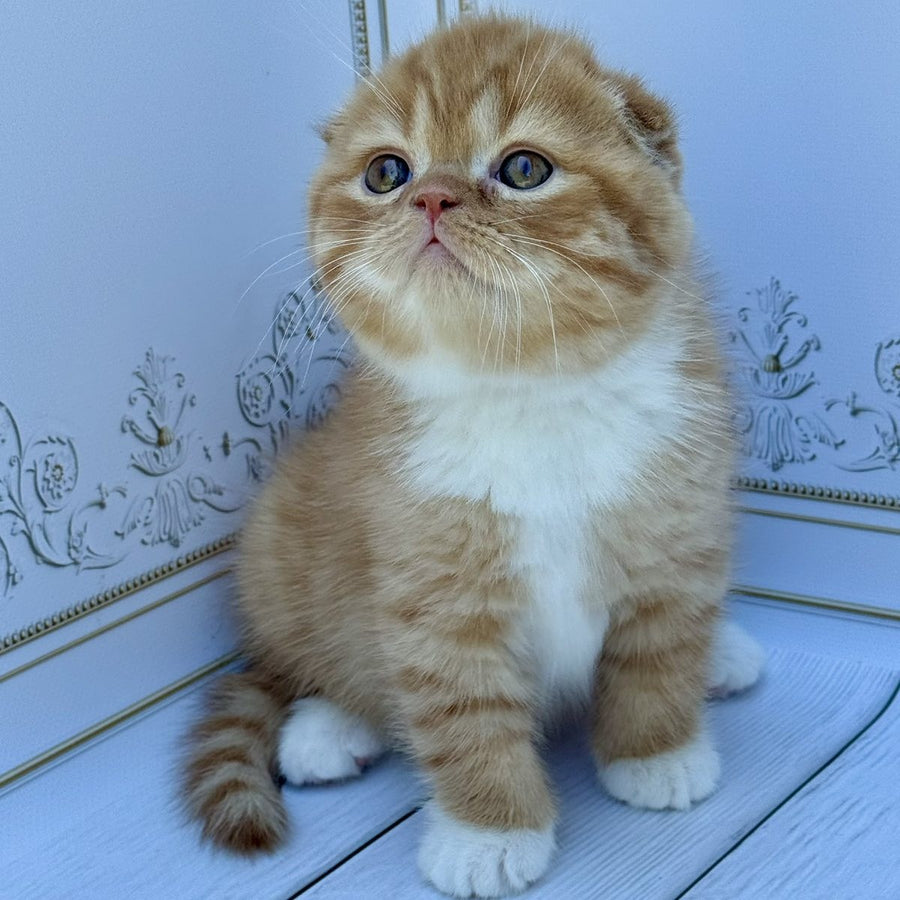 Van Gogh Scottish Fold male, red bicolour