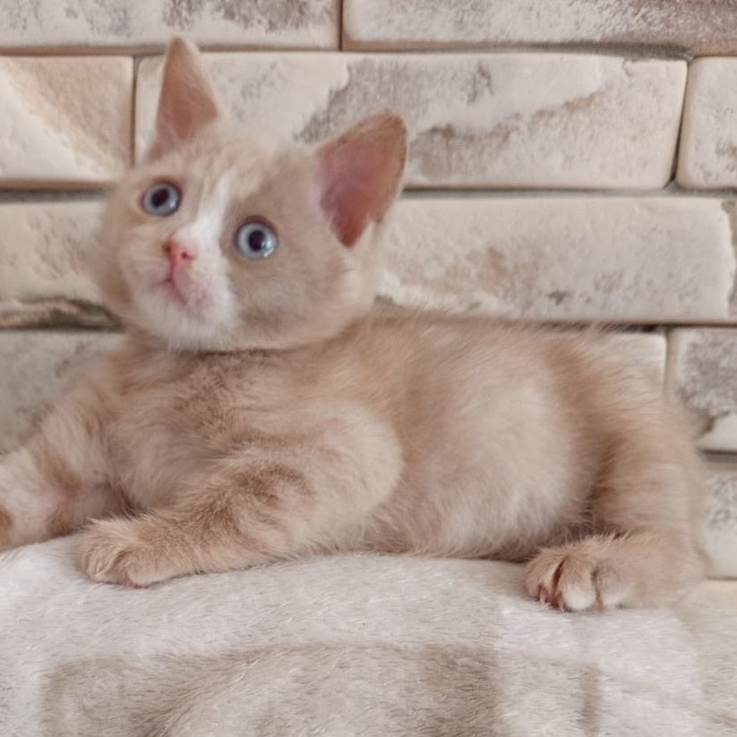 Keysy British Shorthair female, fawn tortie with white
