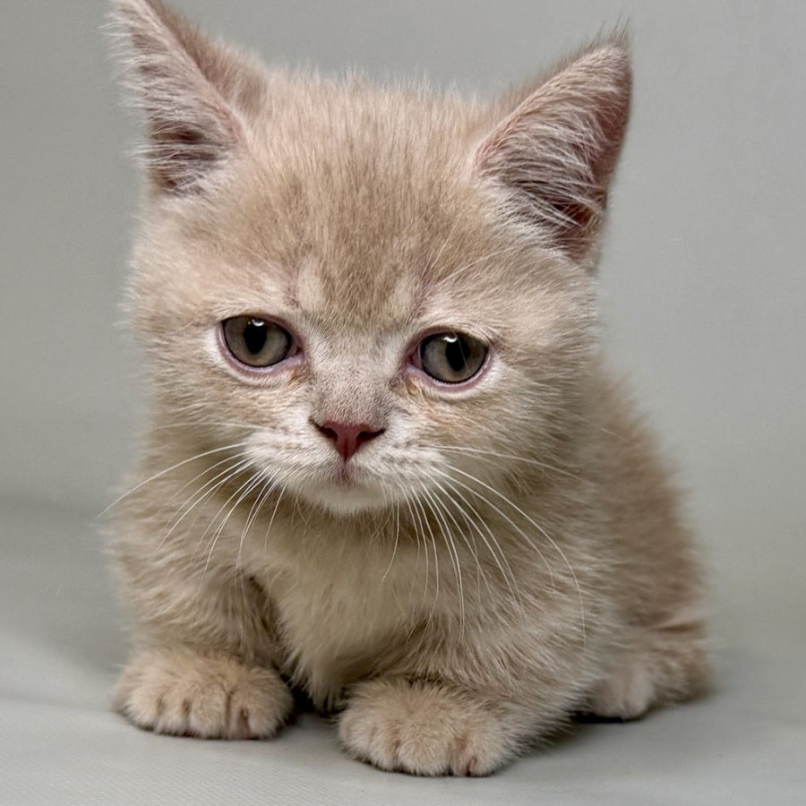 Odie Munchkin male, lilac