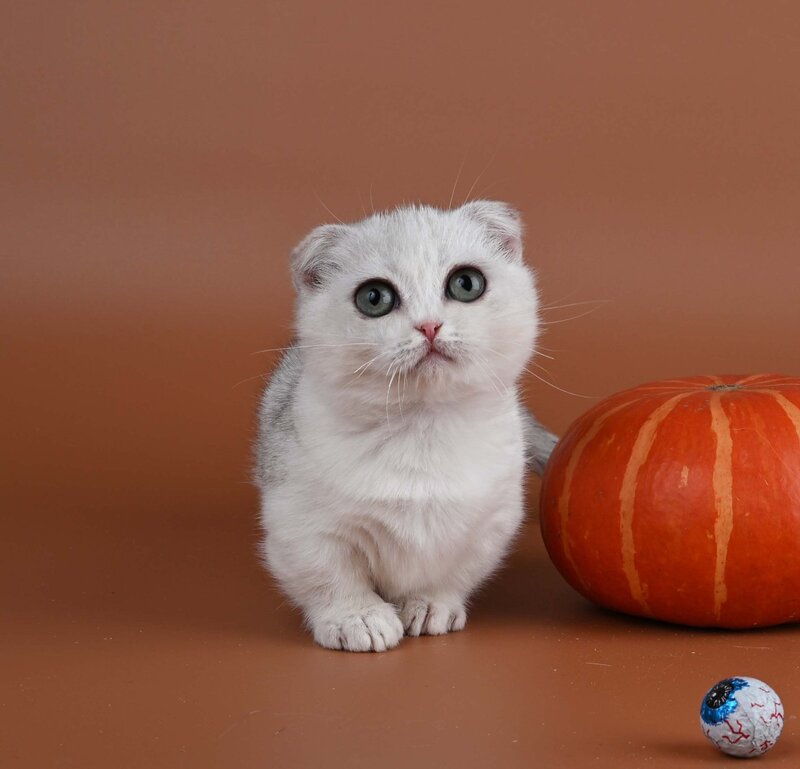 Xanti Munchkin male, black silver shaded