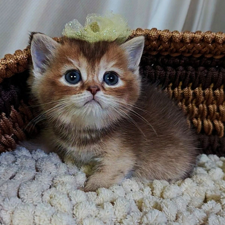 Urmala British Shorthair female, chocolate tortie ticked tabby